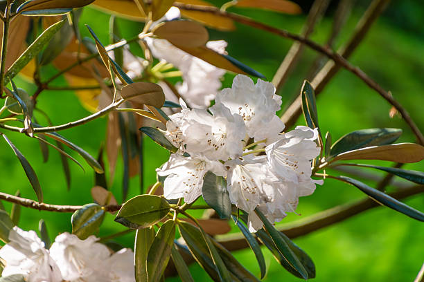 A close-up shot of a white flower in a garden in Federal Way, Washington.