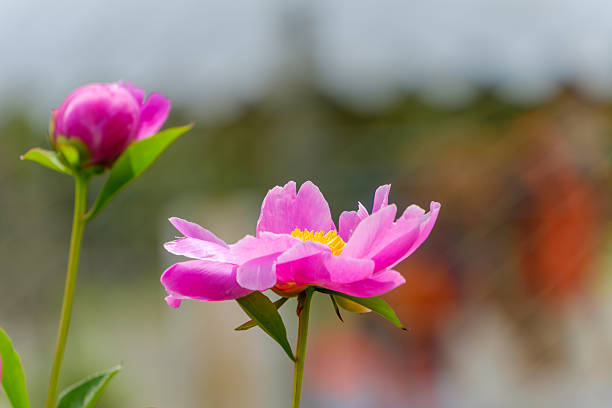 A vibrant pink peony in full bloom captured from a side profile, with a soft-focus bud and natural outdoor background.