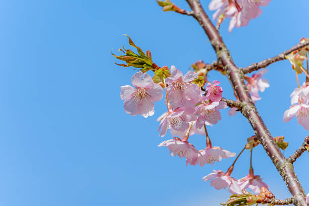 Bright pink cherry blossoms blooming on a branch set against a crisp, cloudless blue sky, offering ample space for text.