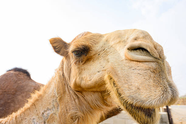 camel in the zoo