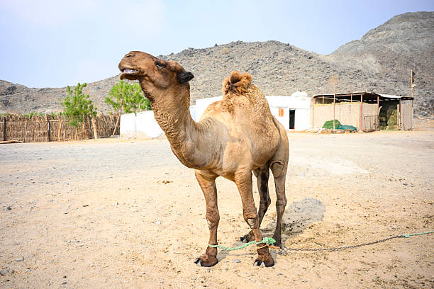 One-humped dromedary camel standing on a dusty desert road in a rural setting, showcasing its resilience and adaptation to arid environments with mountains in the background. Saudi Arabia