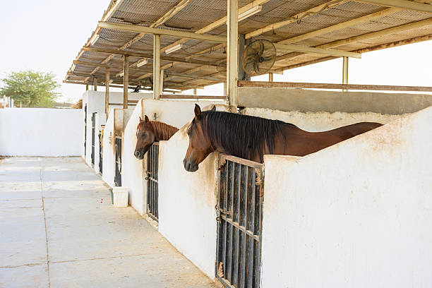 Two brown horses with dark manes looking out from their individual stalls, observing the activity in a clean, brightly lit stable with a fan and metal roofing. Saudi Arabia