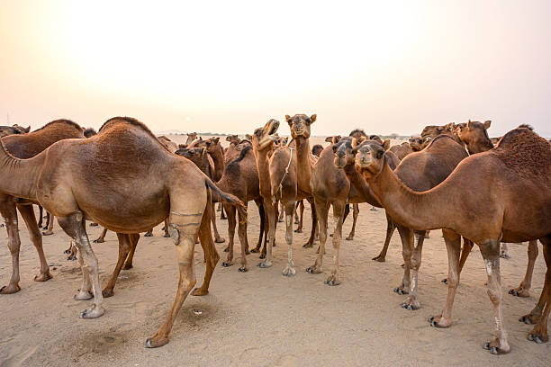 Three camels are walking across sand dunes near a body of water in a desert landscape