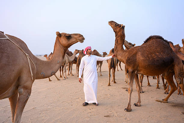 The camel in the desert of Saudi Arabia
