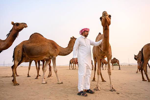 Arab man wearing traditional dishdasha clothing and ghutra headwear standing with his herd of dromedary camels in the vast desert landscape, showcasing a traditional way of life. Saudi Arabia