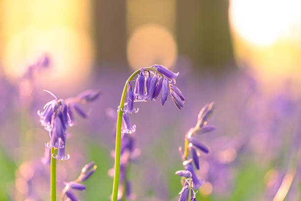 Bluebells (Spanish Bluebells - Hyacinthoides hispanica) in flower in spring