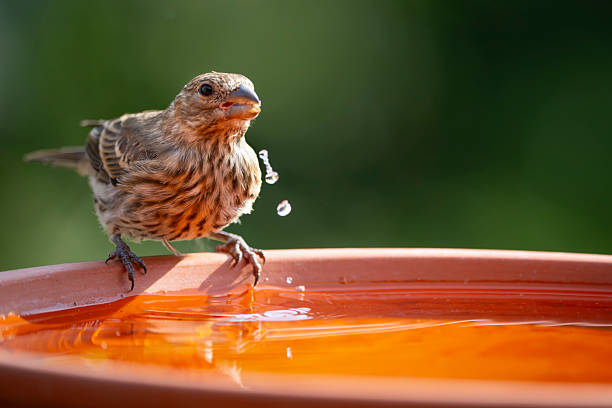 A thirsty female house finch delicately drinking from a sunlit birdbath.