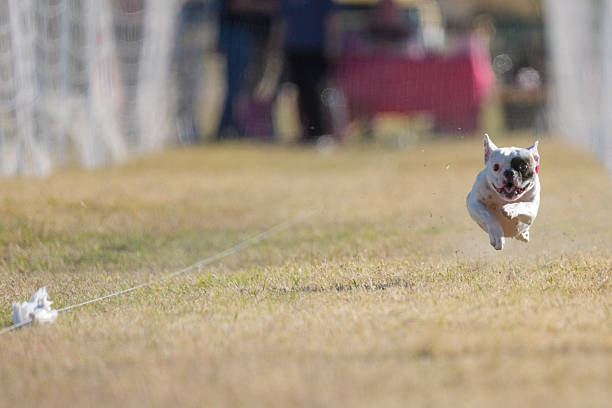 French bulldog running down the grass chasing a lure line in a fun fast cat event
