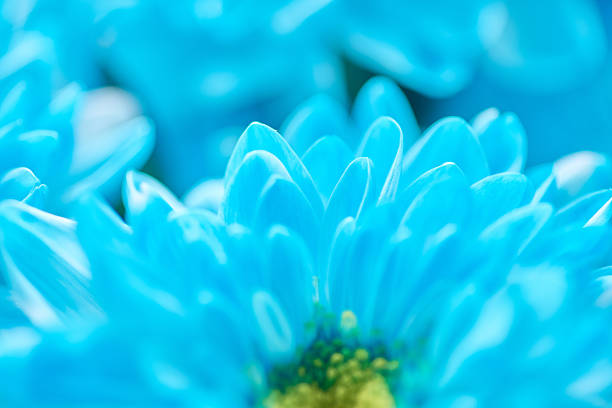 Floral background. Beautiful blue flower in the spring in the backyard