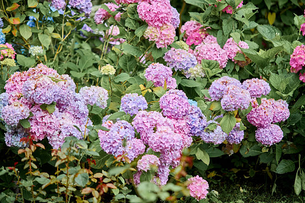 Colorful hydrangea clusters in shades of pink and purple fill green garden space under natural daylight, creating lively floral scene