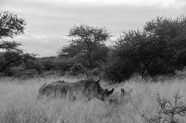 A Nepal Rhinoceros eating a tree branch.