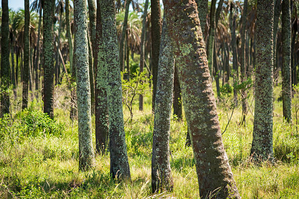 A close-up view of a group of palm tree trunks side by side in El Palmar National Park in Entre Ríos.