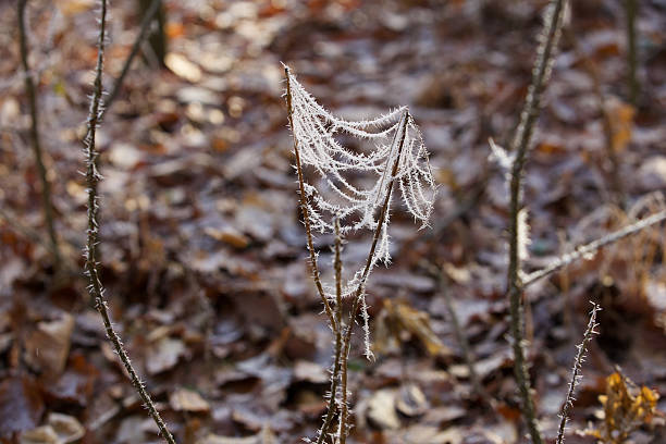 You can find many photo motives along walkways in and outside Forrests, when you going to keep your eyes open, excpecialy in wintertime, when everything is covered with snow like a layer of sugar