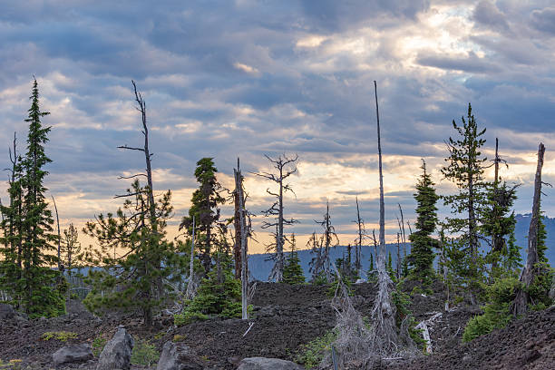 A forest with many dead trees and a cloudy sky. The sky is a mix of blue and gray, and the trees are mostly brown. Scene is somber and melancholic, as the dead trees