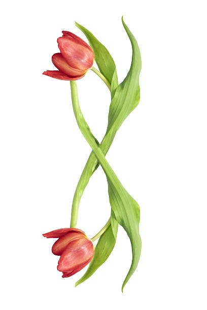 Number eight is formed with red tulips on a white background for Womens Day.
