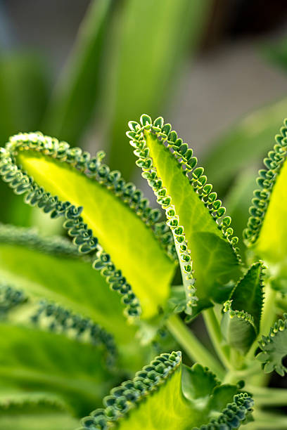 Close up of Green Kalanchoe Pinnata also known as Aranto