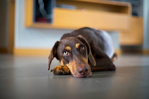 Front view of an elegant doberman dog lying on floor on a living room looking at camera.