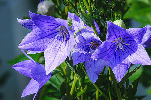 Closeup of purple balloon flowers (Platycodon) blooming in a Cape Cod garden.