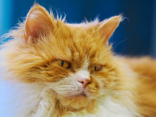 Lambkin Cat
