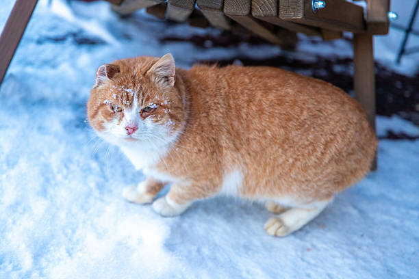 Cute Lovely Young Beautiful Domestic Cat in snow
