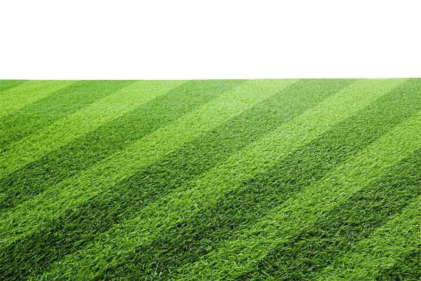 Fresh green lawn with stripes against white background