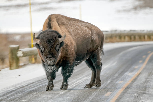 Bison or buffalo walking on state highway in Lamar Valley in Yellowstone Natrional Park, Wyoming, USA