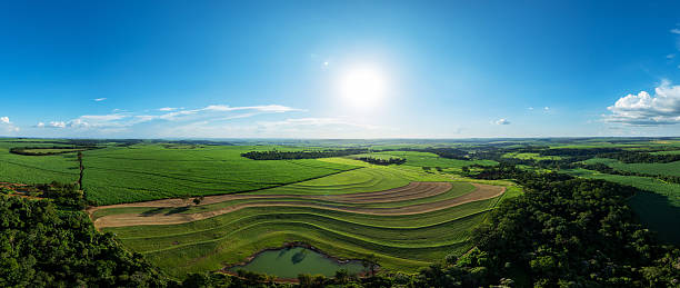 Panoramic aerial view of sugarcane plantation bordering native forest conservation area - drone view