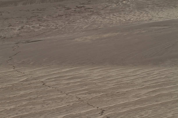 On the dry sand of the desert, you can see the prints of someone's feet. Top view. Hot summer landscape