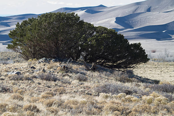 Colorado Sand Dunes National Park