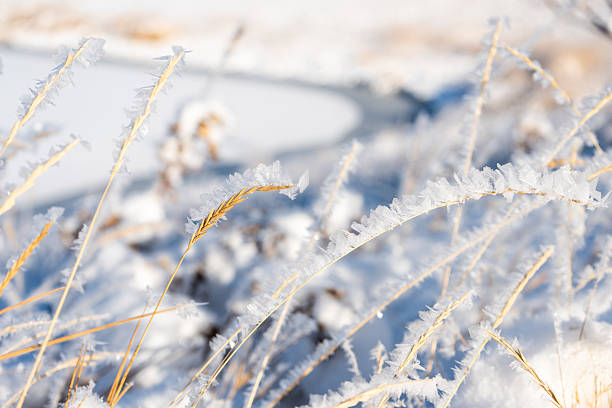 Close-up of grass covered in ice crystals. Winter scene evokes a mood of peace, wonder, and beauty. Ideal for seasonal greetings, nature, and science concepts