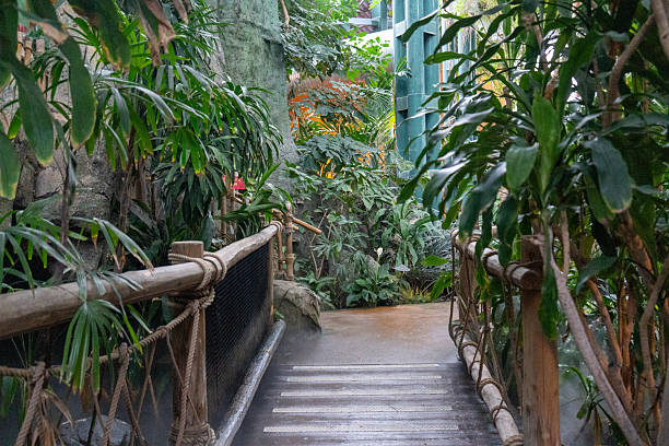 Journey along a tropical walkway, immerse yourself in lush greenery. Perfect for travel, nature, or botanical themes. Inspire exploration and tranquility