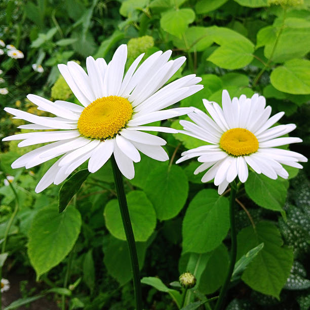 Blooming white chamomile close-up. Flower, spring, daisy