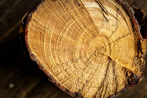 Close up of log cross section detail. Backgrounds.