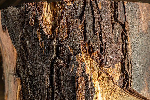 Background close-up of textured tree log
