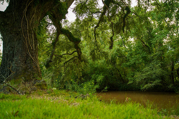 Close-up view of an old live oak tree trunk and huge branches hanging over the water. Spanish moss covers the wood in a rural Louisiana landscape near a brown bayou river.