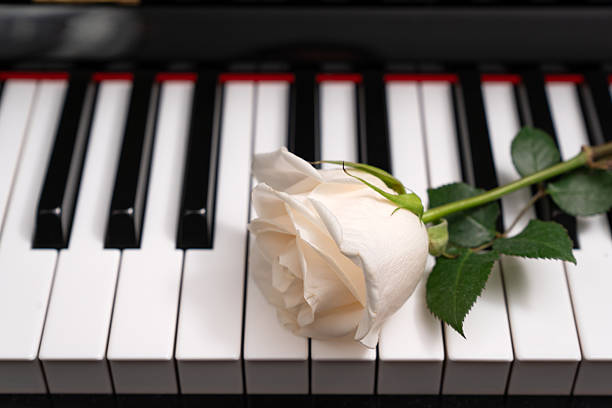 Elegant white rose lying on black and white piano keys. A romantic and melancholic concept representing music, love, and funeral or wedding memories.
