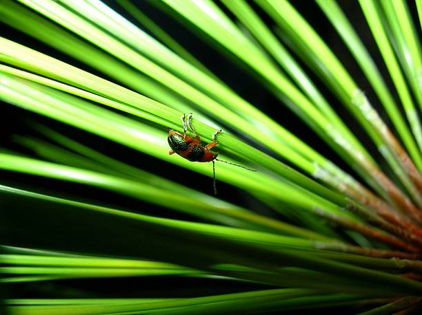 Each curve of its exoskeleton catches the light like a polished gem, revealing nature’s quiet mastery of structural color. Against the stark white backdrop, the insect becomes both specimen and symbol a study in camouflage, warning, and wonder.