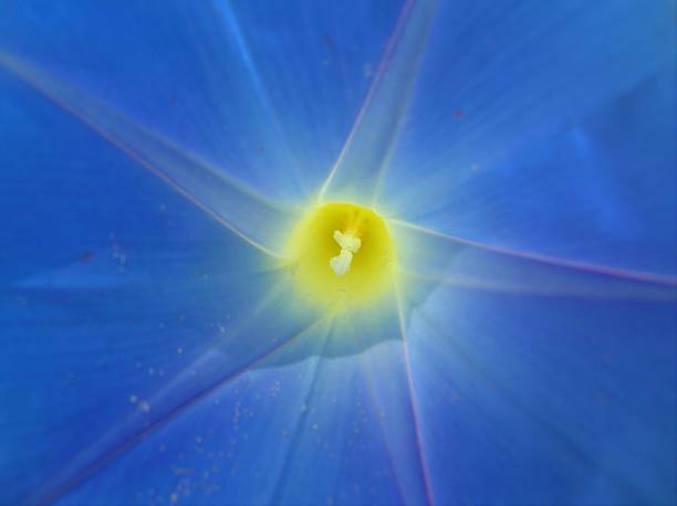 Common Morning Glory Flower