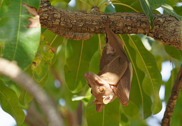 Bats roost in a tree in West Africa