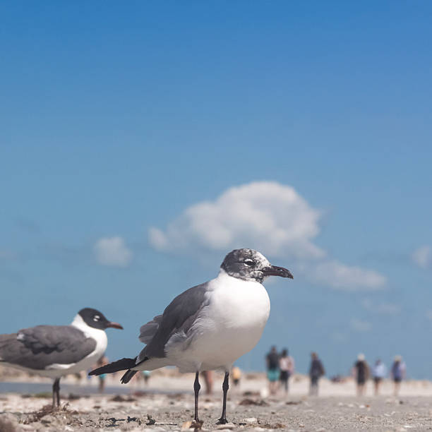 Birds on a Florida Beach with Tourists in Soft Focus Blue Sky Copy Space Square