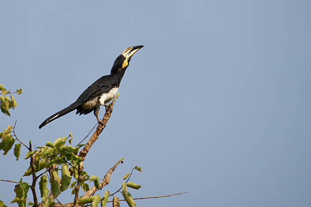 a Hornbill searches for food in West Africa