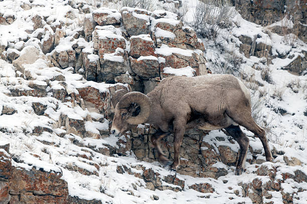 Big Horn sheep ram walking on steep cliff on snowy day in Yellowstone National Park, Wyoming, USA.