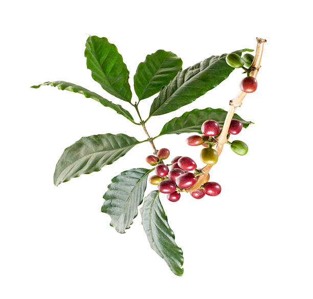 istock Fresh coffee branch with ripe red and green coffee cherries isolated on white background. 2262573388