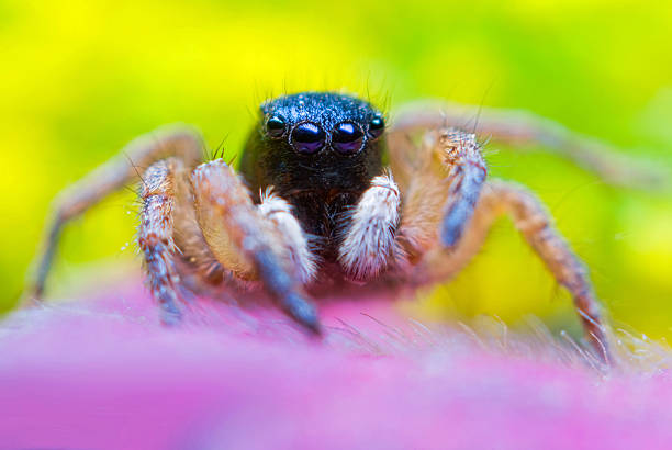 Small beautiful jumping spider on brown leaves in Khao Lak Amphoe Takua Pa Phang Nga Thailand in Southeast Asia.
