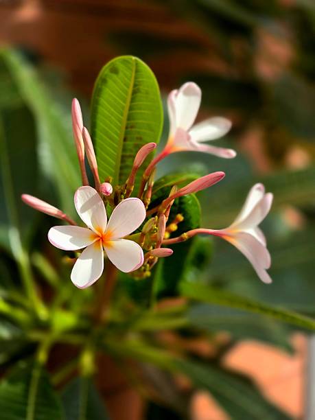 Frangipani or Plumeria flower plant
