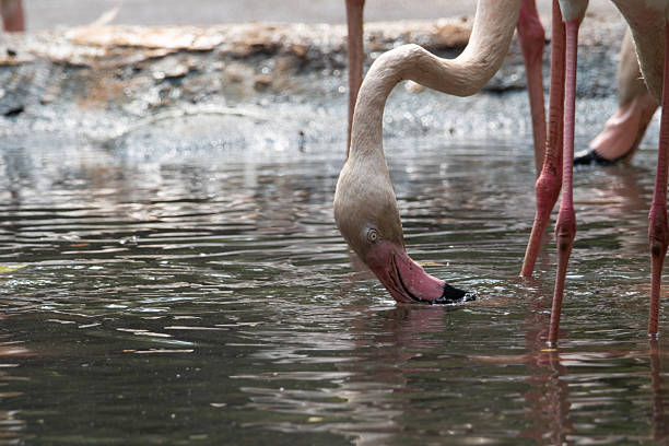 A flamingo is drinking water from a pond. The water is murky and the bird is bending its neck to drink