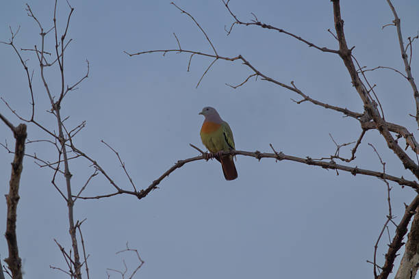 A bird is perched on a branch in a tree. Pink-necked Green Pigeon, Treron vernans.