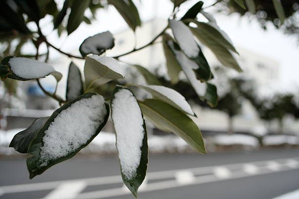 Beautiful Japanese snow scene in the cold wind