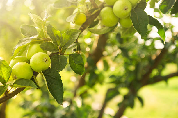Macro view of unripe or green apples on a branch with soft sunlight