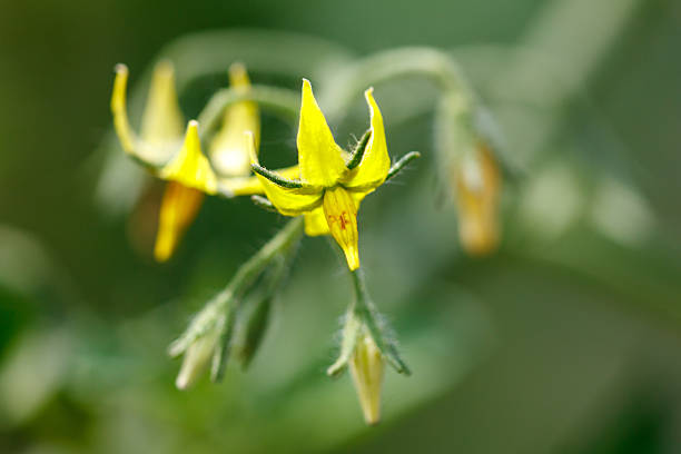 A yellow flower with a brown center. The flower is surrounded by green leaves. The flower is in the middle of the image